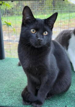 Rescue Domestic Short Hair Cats for Adoption in Coatesville, Pennsylvania - Onyx | PetCurious