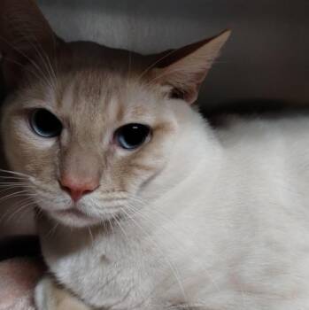 FLAME -  Siamese and Domestic Short Hair Cat for Adoption in Alameda, California - FLAME | PetCurious