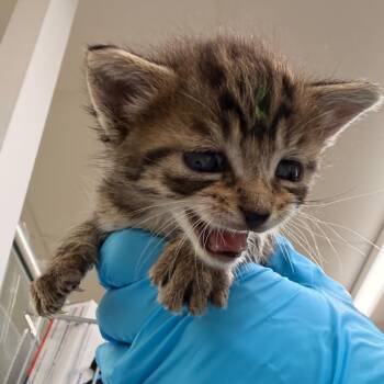Clam -  Domestic Short Hair Cat for Adoption in West Palm Beach, Florida - Clam | PetCurious