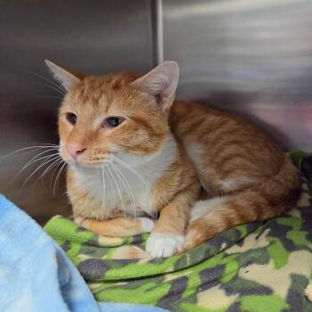 Scruff -  Domestic Short Hair Cat for Adoption in Windsor, Virginia - Scruff | PetCurious