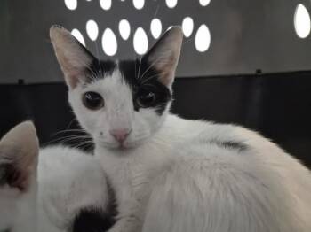 Pichu -  Domestic Short Hair Cat for Adoption in New York, New York - Pichu | PetCurious