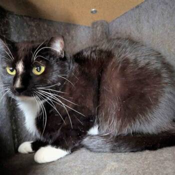 Domino -  Domestic Short Hair Cat for Adoption in Seven Valleys, Pennsylvania - Domino | PetCurious