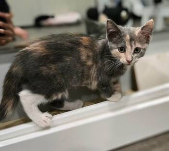 Daisy -  Domestic Short Hair Cat for Adoption in West Palm Beach, Florida - Daisy | PetCurious