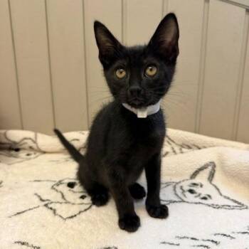 Sheena -  Domestic Short Hair Cat for Adoption in Hawthorne, California - Sheena | PetCurious