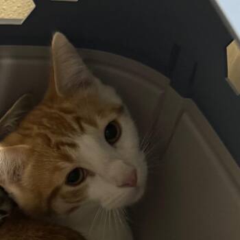 OG -  Domestic Short Hair Cat for Adoption in Lakewood, Colorado - OG | PetCurious