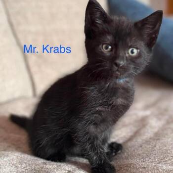 Mr. Krabs -  Domestic Medium Hair Cat for Adoption in Parkersburg, West Virginia - Mr. Krabs | PetCurious