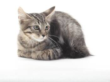A143256 -  Domestic Short Hair Cat for Adoption in Burbank, California - A143256 | PetCurious