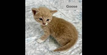 Goose -  Domestic Short Hair Cat for Adoption in Chalfont, Pennsylvania - Goose | PetCurious