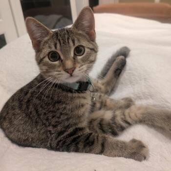 Purrsephone -  Domestic Short Hair Cat for Adoption in Saint Paul, Minnesota - Purrsephone | PetCurious