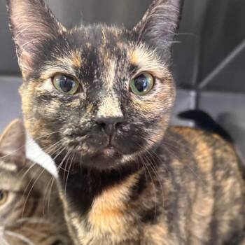 Demi -  Domestic Short Hair Cat for Adoption in Spokane, Washington - Demi | PetCurious