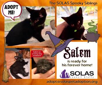 Rescue Domestic Short Hair Cats for Adoption in Council Bluffs, Iowa - Salem  --  (CaCo) | PetCurious