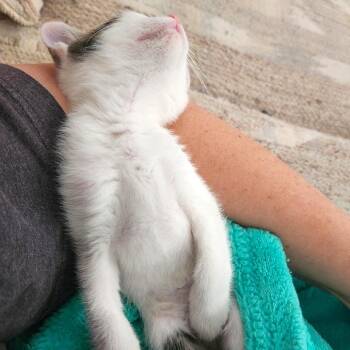 Patootie -  Domestic Short Hair Cat for Adoption in Las Vegas, Nevada - Patootie | PetCurious