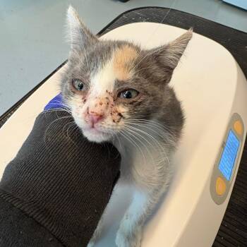 Hanna -  Domestic Short Hair Cat for Adoption in Huntington, West Virginia - Hanna | PetCurious