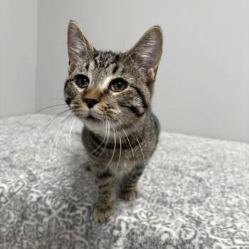 Rescue Domestic Short Hair and American Shorthair Cats for Adoption in Frankfort, Indiana - BBQ | PetCurious