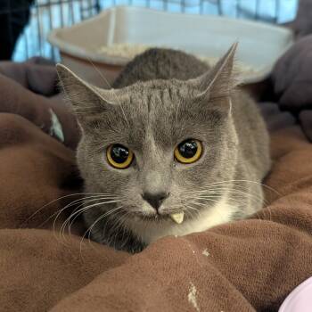 Rescue Domestic Short Hair Cats for Adoption in Jefferson City, Tennessee - Luna | PetCurious