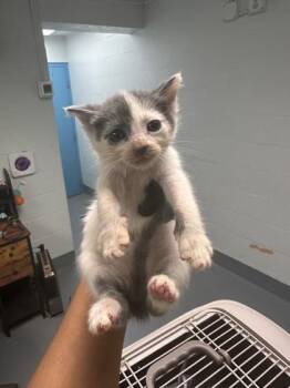 Domestic Short Hair Cats Available for Adoption in Daytona Beach, Florida - Roni | PetCurious