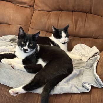 Rescue Domestic Short Hair Cats for Adoption in Richmond Hill, Ontario - Laverne & Shirley (can Be Adopted Separately Or Together) | PetCurious