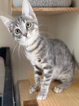 Princess Iris -  Domestic Short Hair Cat for Adoption in West Palm Beach, Florida - Princess Iris | PetCurious