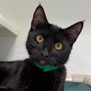 Jason Vorhees -  Domestic Short Hair Cat for Adoption in Woodinville, Washington - Jason Vorhees | PetCurious