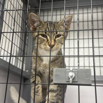 Leaf -  Domestic Short Hair Cat for Adoption in Shelbyville, Illinois - Leaf | PetCurious