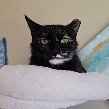 Rescue Domestic Short Hair and Torbie Cats for Adoption in Big Lake, Minnesota - Tortellini | PetCurious