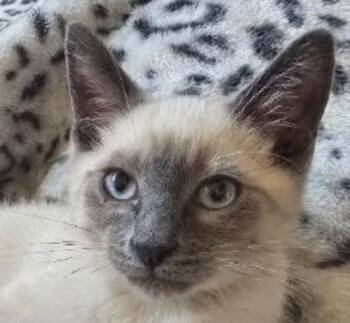 Pickle -  Siamese Cat for Adoption in New Braunfels, Texas - Pickle | PetCurious