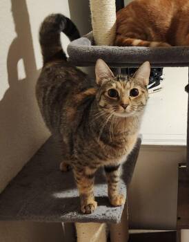 Rescue Domestic Short Hair Cats for Adoption in Springtown, Texas - Pooh Bear | PetCurious
