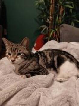 Domestic Short Hair Cats Available for Adoption in Pickering, Ontario - Oak - Bonded With Birch | PetCurious