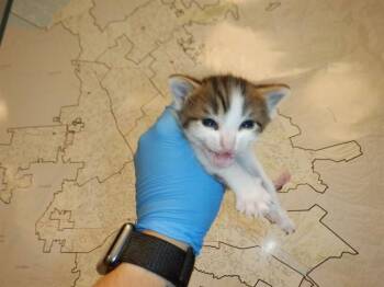 ZOEY -  Domestic Short Hair Cat for Adoption in San Jose, California - ZOEY | PetCurious