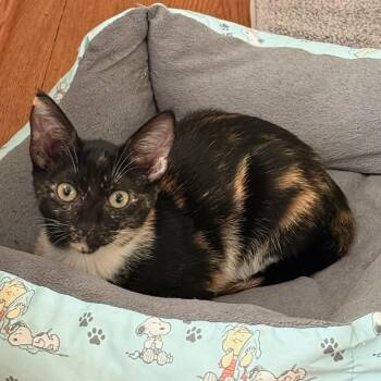 LUCY Sweet as Can Be - 6 Months Kitten -  American Shorthair Cat for Adoption - LUCY Sweet As Can Be - 6 Months Kitten | PetCurious