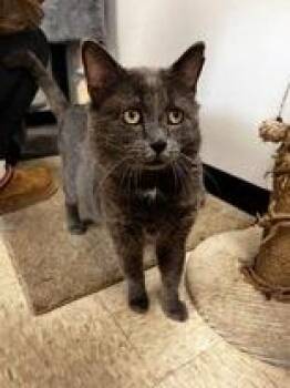 Boris -  Domestic Short Hair Cat Available for Adoption in Potsdam, New York - Boris | PetCurious