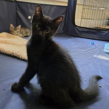 Dilly Dally -  Domestic Short Hair Cat for Adoption in Spring Hill, Kansas - Dilly Dally | PetCurious