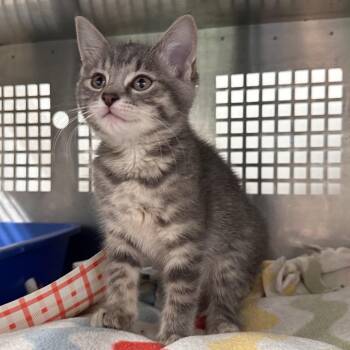 Crane -  Domestic Short Hair Cat for Adoption in Mount Vernon, Indiana - Crane | PetCurious