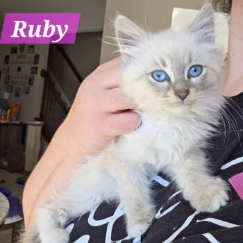 Rescue Domestic Long Hair and Siamese Cats for Adoption in Reisterstown, Maryland - Ruby (bonded With Max & Coco) | PetCurious