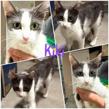Kiki -  Domestic Short Hair Cat for Adoption in Byrdstown, Tennessee - Kiki | PetCurious