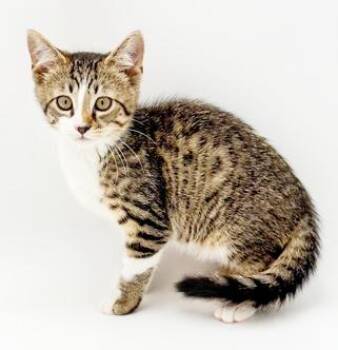 Hamilton is a teeny tiny hunka love - OLD ENOUGH TO GO SOLO -  Turkish Van and Bengal Cat for Adoption in Bedford Hills, New York - Hamilton Is A Teeny Tiny Hunka Love - OLD ENOUGH TO GO SOLO | PetCurious