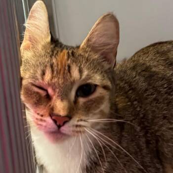 River -  Domestic Short Hair Cat for Adoption in Lakewood, Colorado - River | PetCurious