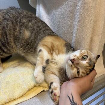 Brittney -  Domestic Short Hair Cat for Adoption in Pittsburgh, Pennsylvania - Brittney | PetCurious