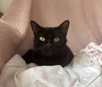 Mariannaa -  Domestic Short Hair Cat for Adoption in Beverly, Massachusetts - Mariannaa | PetCurious