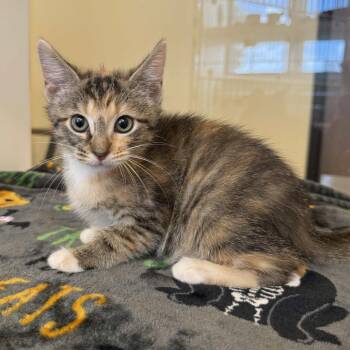 Jolene -  Domestic Short Hair Cat for Adoption in Beaumont, Texas - Jolene | PetCurious