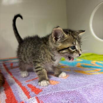 Milan -  Domestic Short Hair Cat for Adoption in Redwood City, California - Milan | PetCurious