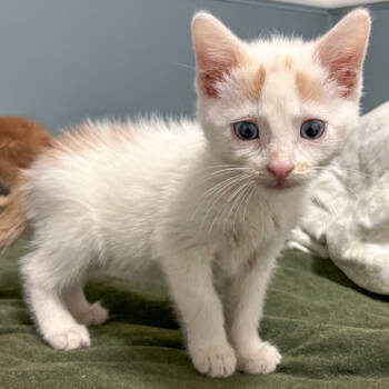 Rescue Domestic Short Hair Cats for Adoption in Des Moines, Iowa - Manny | PetCurious