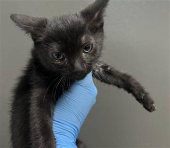 THEODORA -  Domestic Short Hair Cat for Adoption in San Bernardino, California - THEODORA | PetCurious