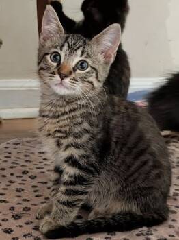 Rescue Domestic Short Hair Cats for Adoption in Columbia, South Carolina - Squishy | PetCurious