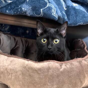 Domestic Short Hair Cats Available for Adoption in Nashville, Indiana - Pepper | PetCurious