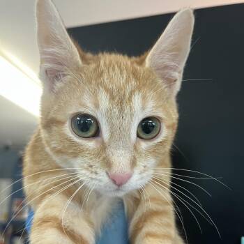 Kovu -  Domestic Short Hair Cat for Adoption in Ruckersville, Virginia - Kovu | PetCurious