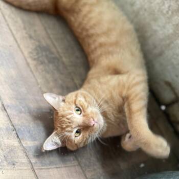 Skip -  Domestic Short Hair Cat for Adoption in Shelbyville, Indiana - Skip | PetCurious