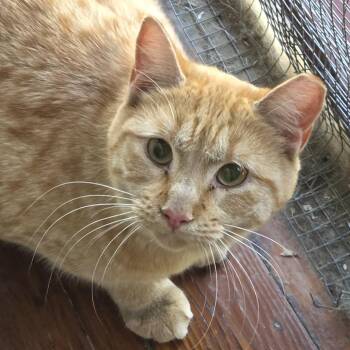 Garfield -  Domestic Short Hair Cat for Adoption in Brimfield, Massachusetts - Garfield | PetCurious