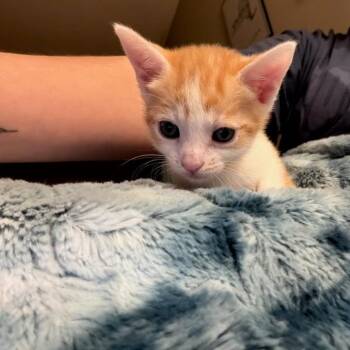 Domestic Short Hair Cats Available for Adoption in Knoxville, Tennessee - Fedora | PetCurious