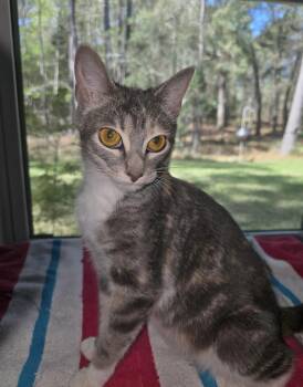 Dilute Calico Cats Available for Adoption - Iris | PetCurious